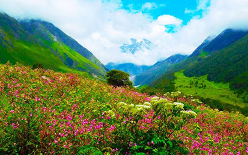 public/images/products/valley-of-flowers-2020.jpg